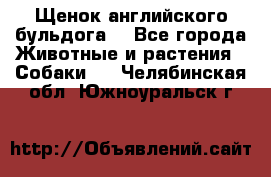 Щенок английского бульдога  - Все города Животные и растения » Собаки   . Челябинская обл.,Южноуральск г.